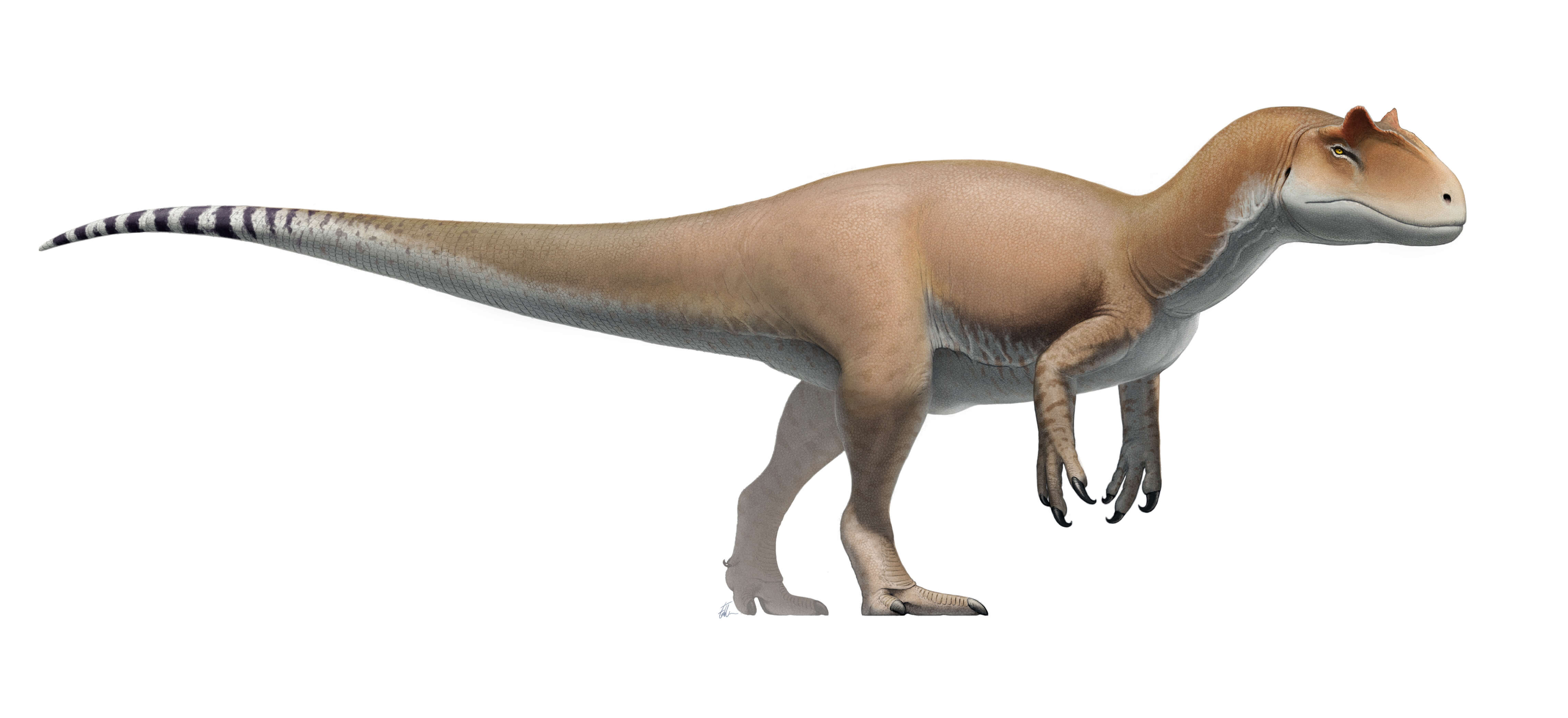 Reconstruction of Allosaurus fragilis