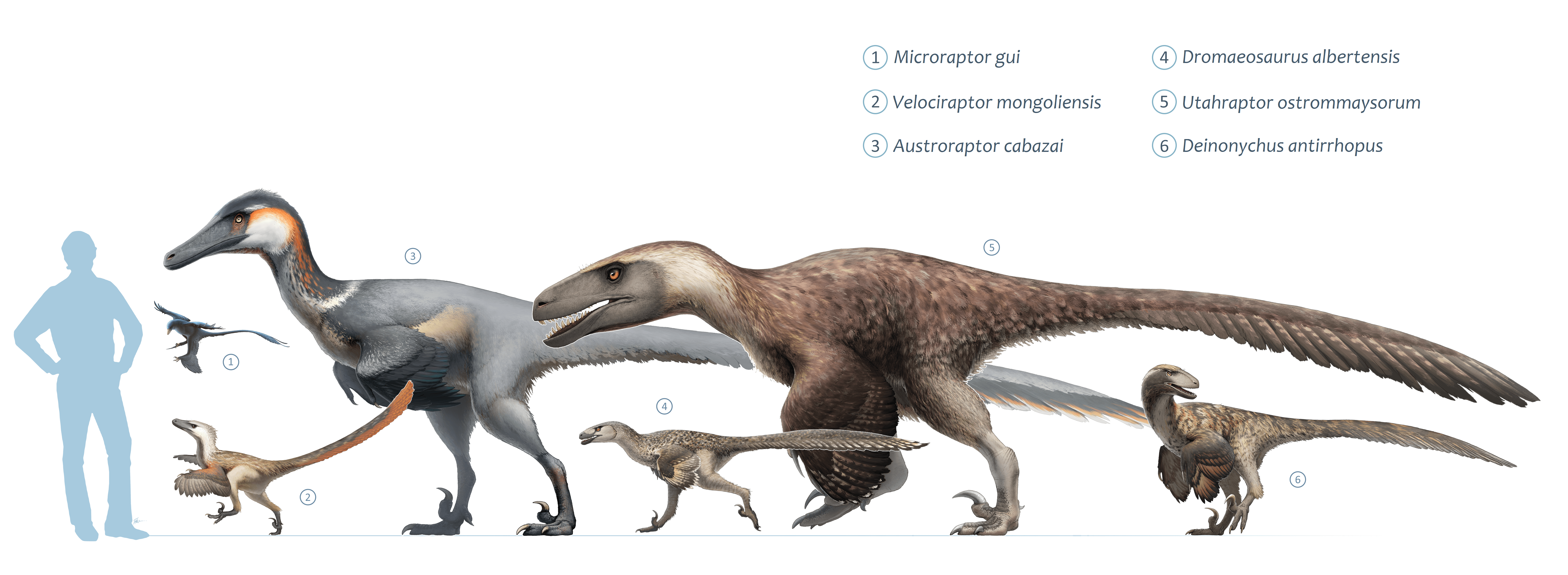 Size chart of different dromaeosaurs compared to a human (click to enlarge).