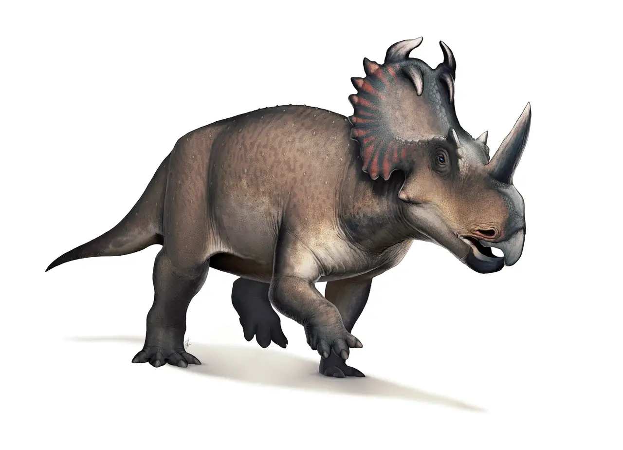 Restoration of Centrosaurus